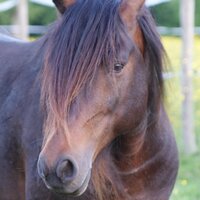 Equi'libre is Nokota (@equilibreisnoko) 's Twitter Profile Photo