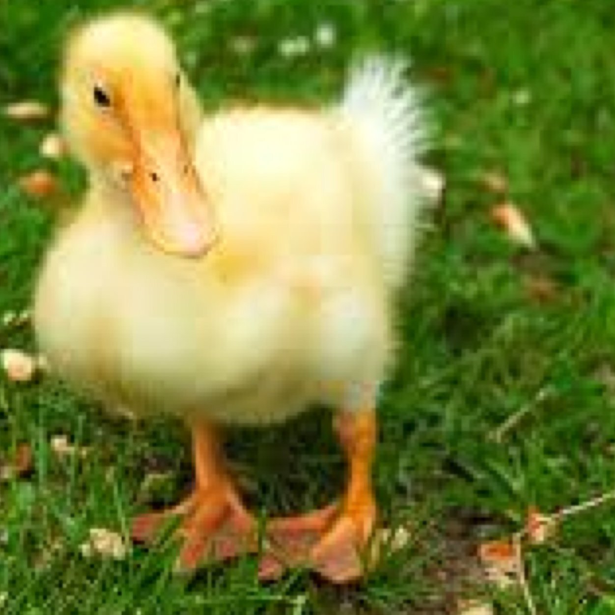 HELLO IM A DUCK