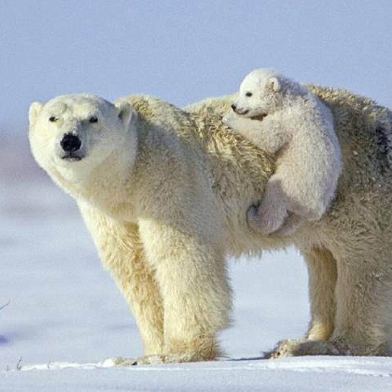 masterpolarbear's profile picture. 