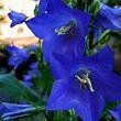 Retail garden center consulting, marketing, developing.