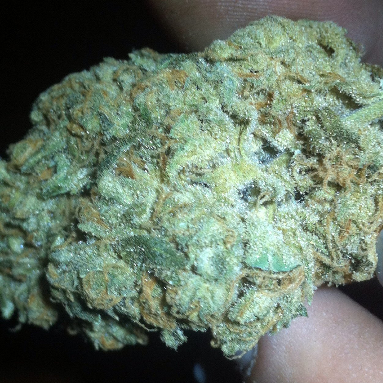 get stoned forget shit ya know #potheadprobz #legalize #stonerfam #drugfamily kik:/snapchat: pheadprobz