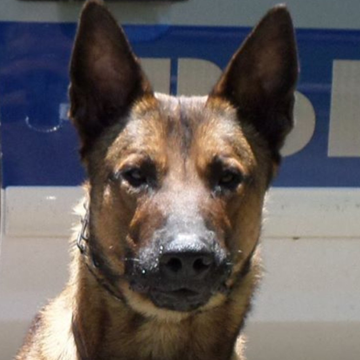 Loki is the worthy replacement to recently retired K-9 Bushido & proud member of #BPDK9Unit. Certified for patrol duty & narcotics. He's 86 lb of Raw Power.