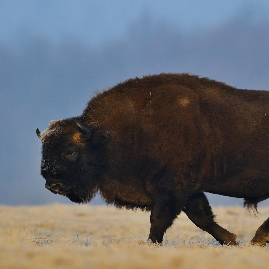 Hellsgau's profile picture. 