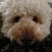 Tammy Trapani (@tammy_trapani) Twitter profile photo