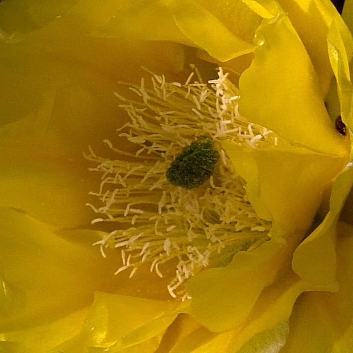 NowTucson's profile picture. New, still forming, NOW chapter in the Old Pueblo.  RTs & follows ≠ endorsements.