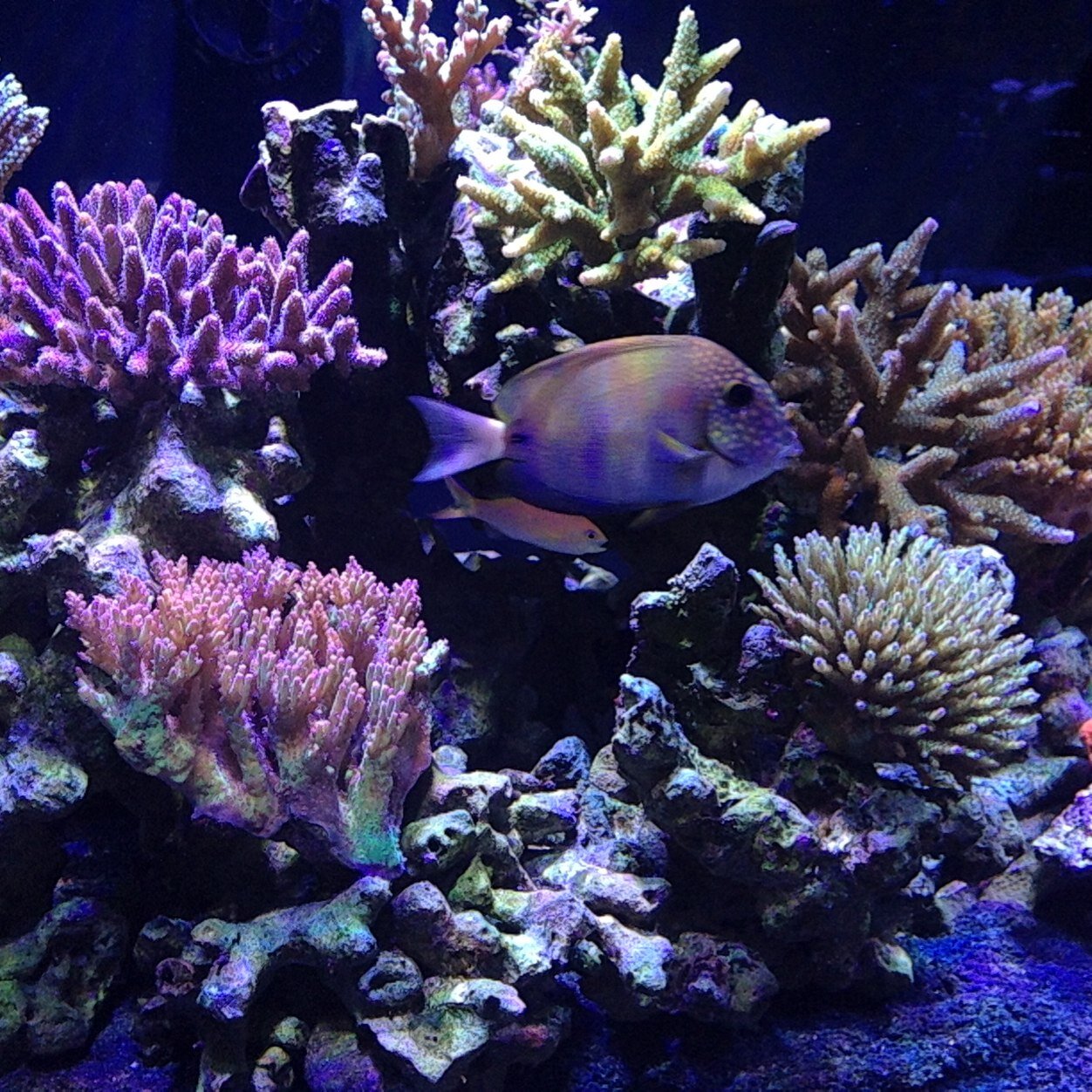 ReeftopRaymond's profile picture. Owner Reeftop Aquariums