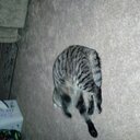 Danielle Braswell - @c5001ac90e024d3 - Twitter