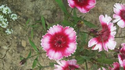 IamAmetrine's profile picture. 