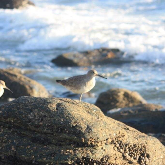 CaliFollowUSA's profile picture. 