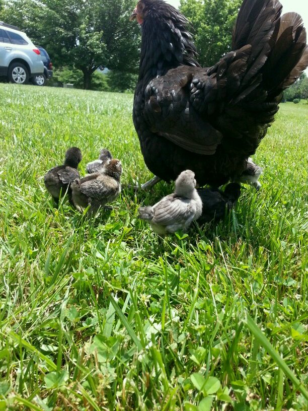 LearningAsWeGro's profile picture. 