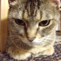 磯貝圭子 (@kekkesingswing) Twitter profile photo