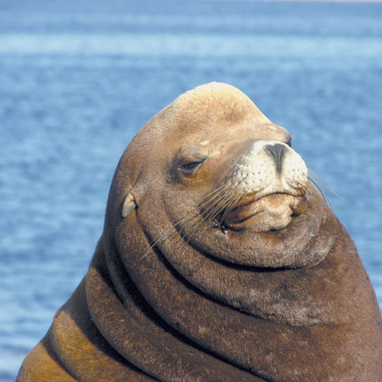 So sassy, so Sea Lion.