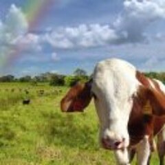 obiboymiles1's profile picture. 