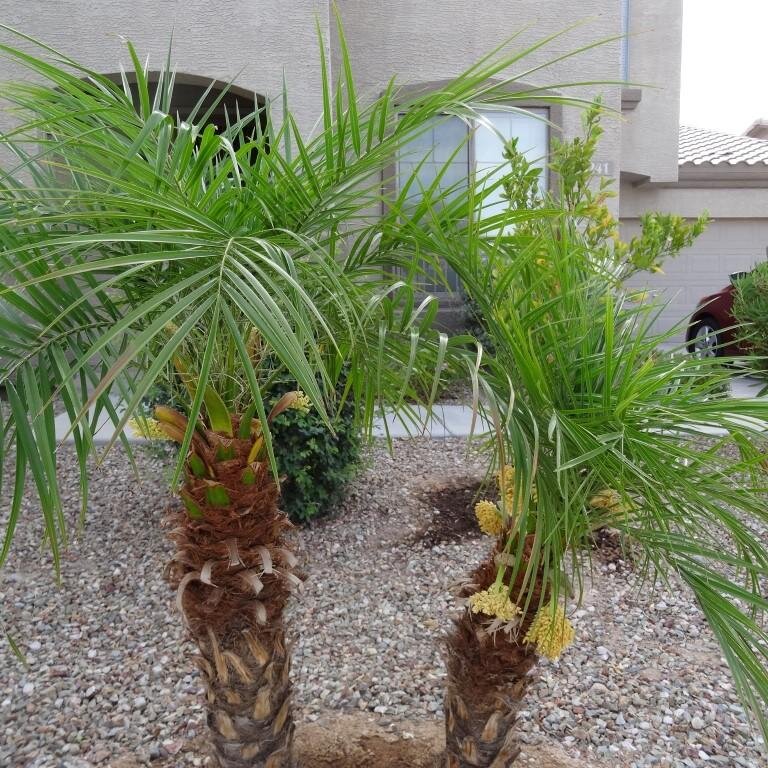 lornekey's profile picture. Retired airline employee, traveler, IT Specialist, Surprise AZ, Cruiser, Air Canada, Canadian Airlines, Pacific Western Airlines