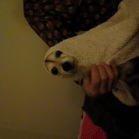 dogsinscarvesTrishHa(@dogsinscarves) 's Twitter Profile Photo