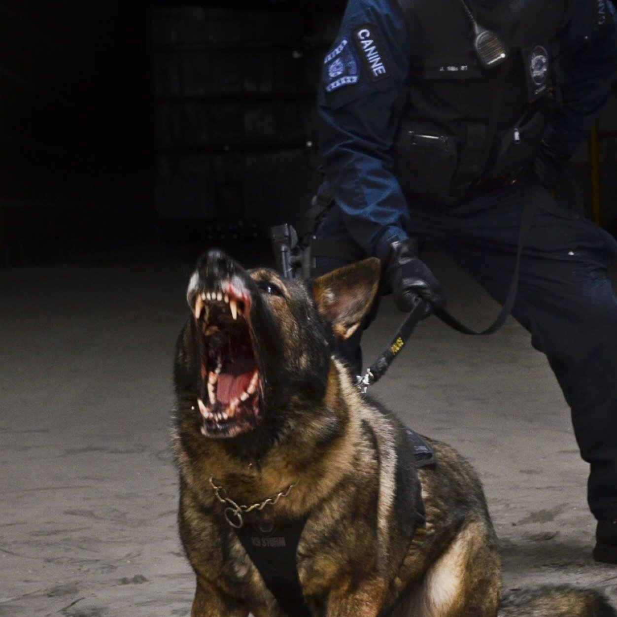 sillsy17's profile picture. 