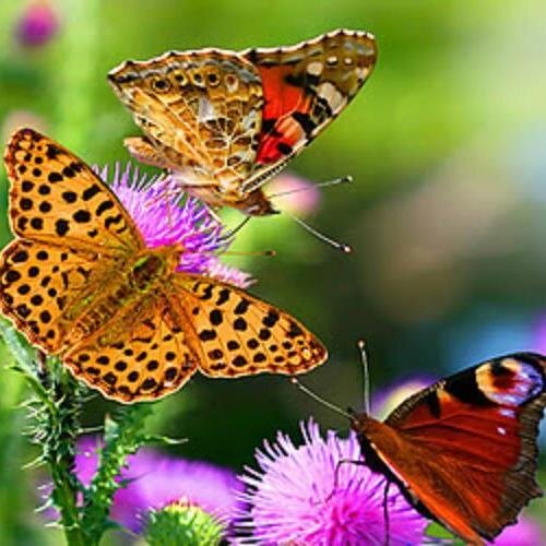 Telwor's profile picture. 