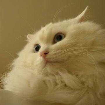 MaybeCats's profile picture. 