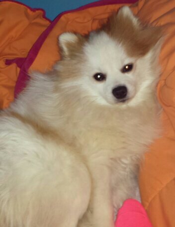 I'm a Pomeranian born 4/21/11 I love begging for food from @LovelyEyez90