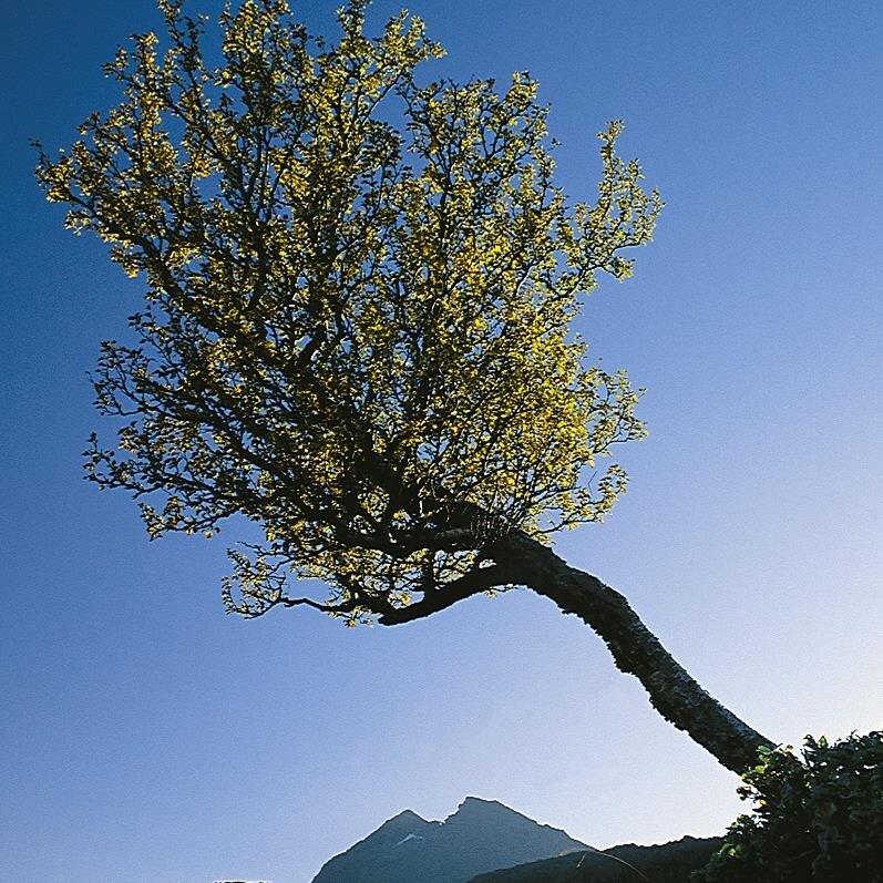 Dyroyseminaret's profile picture. Dyrøyseminaret er en nasjonal arena for lokalsamfunnsutvikling. Dyrøyseminarsenteret leder lokale utviklingsprosjekter med regional overføringsverdi.