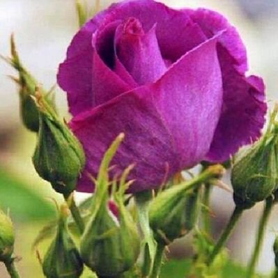 ‏إياك والهم فإنه سم ، والعجز فإنه موت ، والكسل فإنه خيبة ، واضطراب الرأي فإنه سوء تدبير