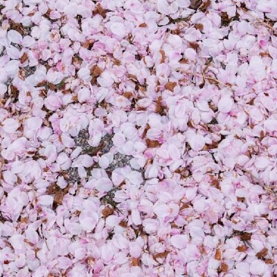 fuji_asuka's profile picture. 短歌など／書評（新潮社サイトに飛びます）https://t.co/rWYAjhmkPB