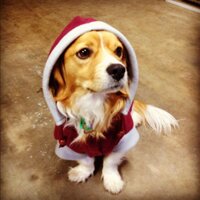 James the Dog (@jamesdoggie) 's Twitter Profile Photo James the Dog (@jamesdoggie) 's Twitter Profile Photo
