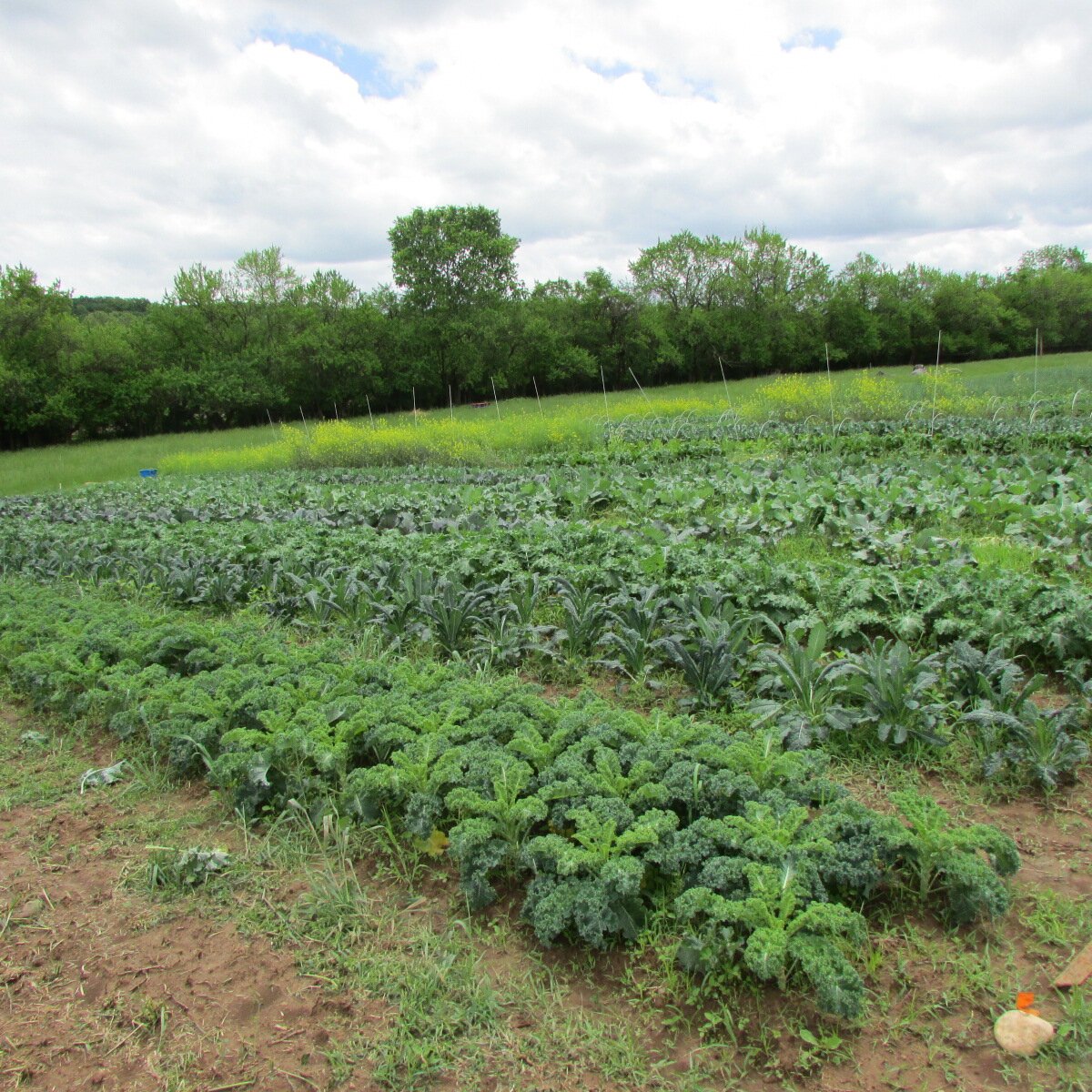 Diversified vegetable farm in Scottsville VA. Organic, Local, and Sustainable Vegetables and Herbs!