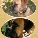 Iris Rudolph - @irisrudolph1 - Twitter