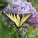 Wanda Northrup - @wandafn2 - Twitter