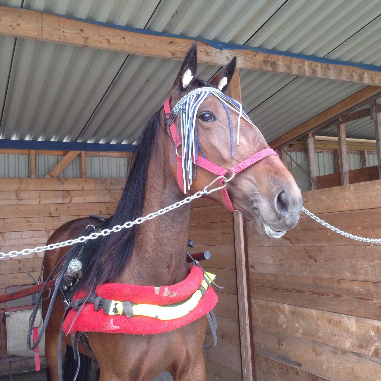 LineTHagen's profile picture. Travfrelst, kort og godt!