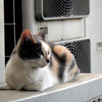 頑冥不霊の局員K (@agravic_status) 's Twitter Profile