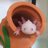 axolotl8bot's profile image