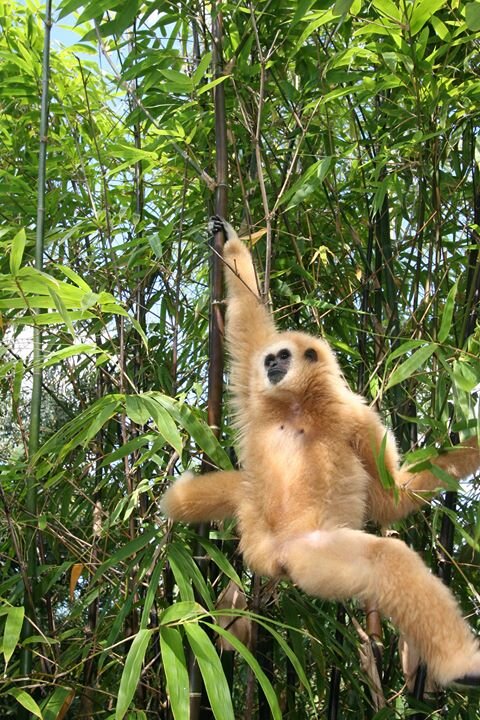 We are an educational primate sanctuary dedicated to conservation of primates around the world. Working against wildlife trafficking!