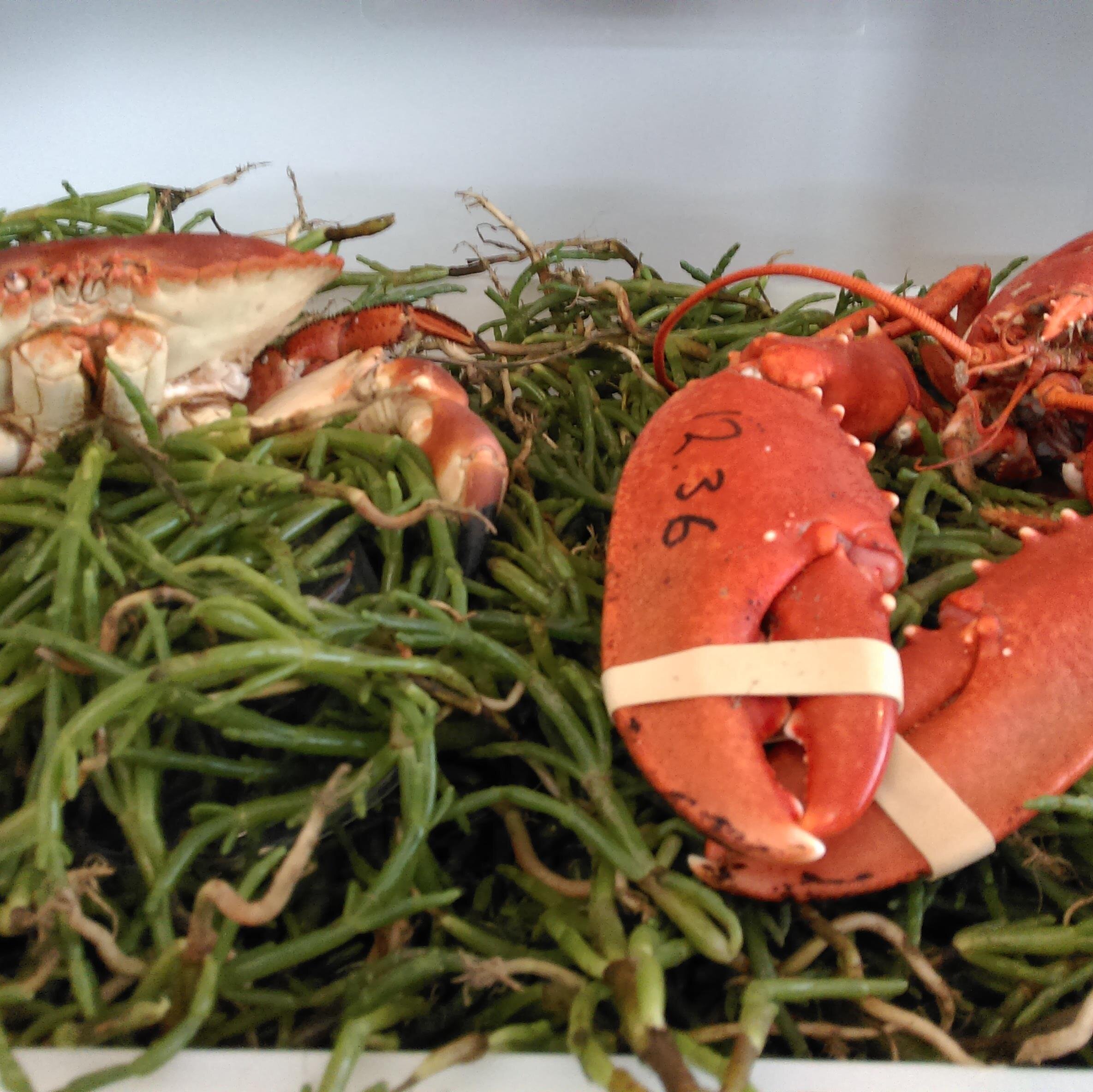 Davies Fish Shop, 7 Garden Street Cromer.
Purveyors of the finest crab and lobster, caught by our own boat, expertly dressed ready for you to enjoy.
