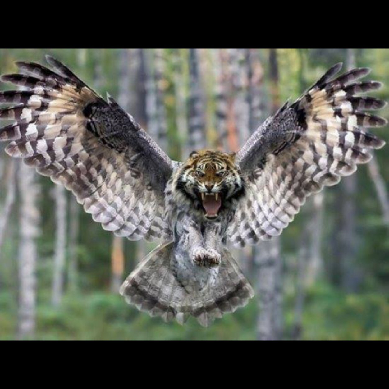 Bull1Ray's profile picture. Works at Coca-Cola. Married with two girls that's my world.