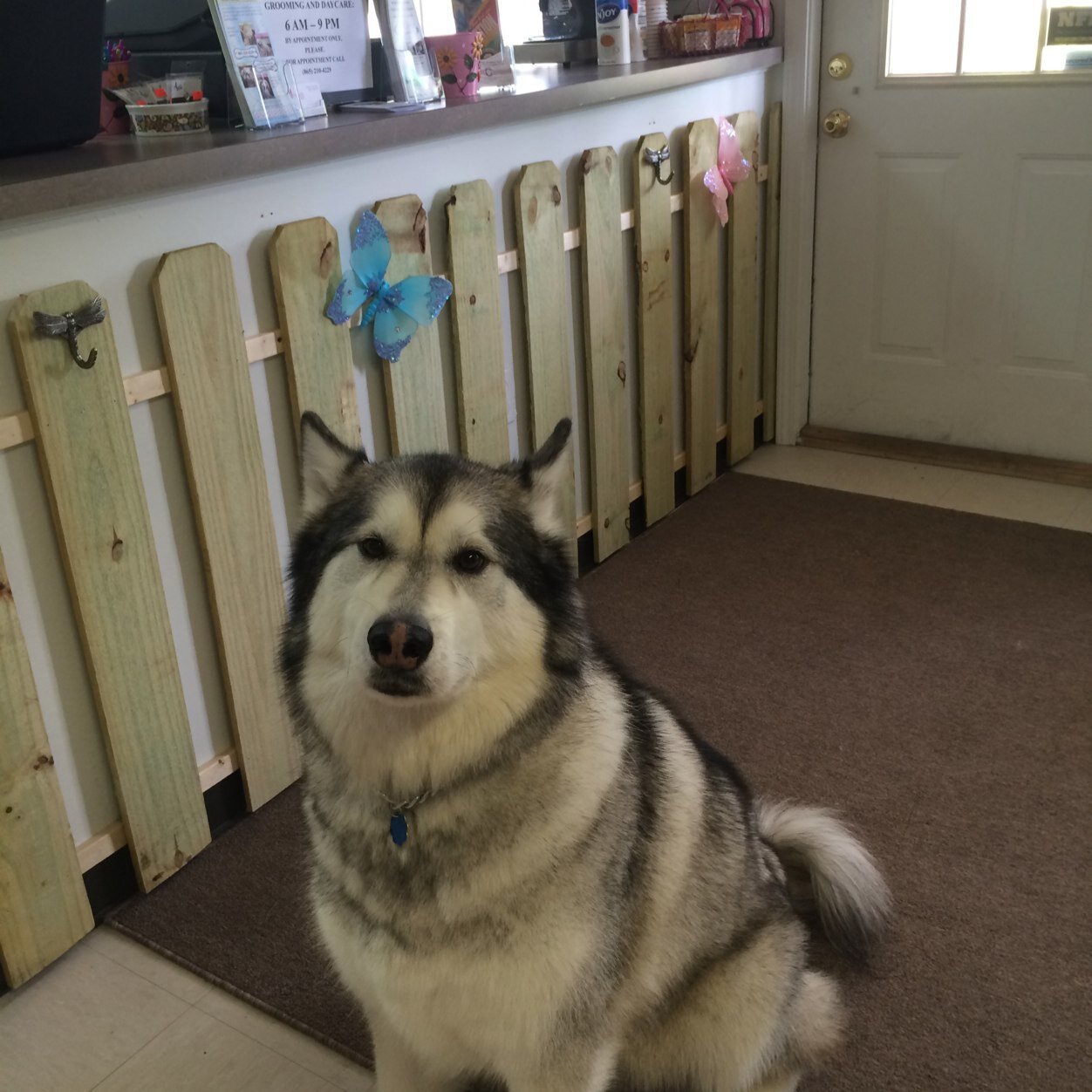 K9CompleteCare's profile picture. A full sevice K9 center with professional grooming, boarding, day care, training and all natural, grain free foods, treats and supplies.