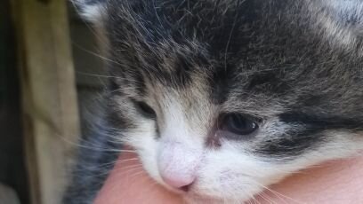 ASchuurm's profile picture. 