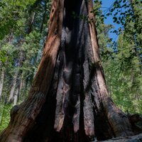Calaveras Big Trees (@cbtassociation) 's Twitter Profile