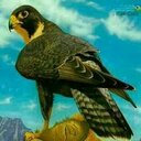 تركي الريس (@0563377007) Twitter