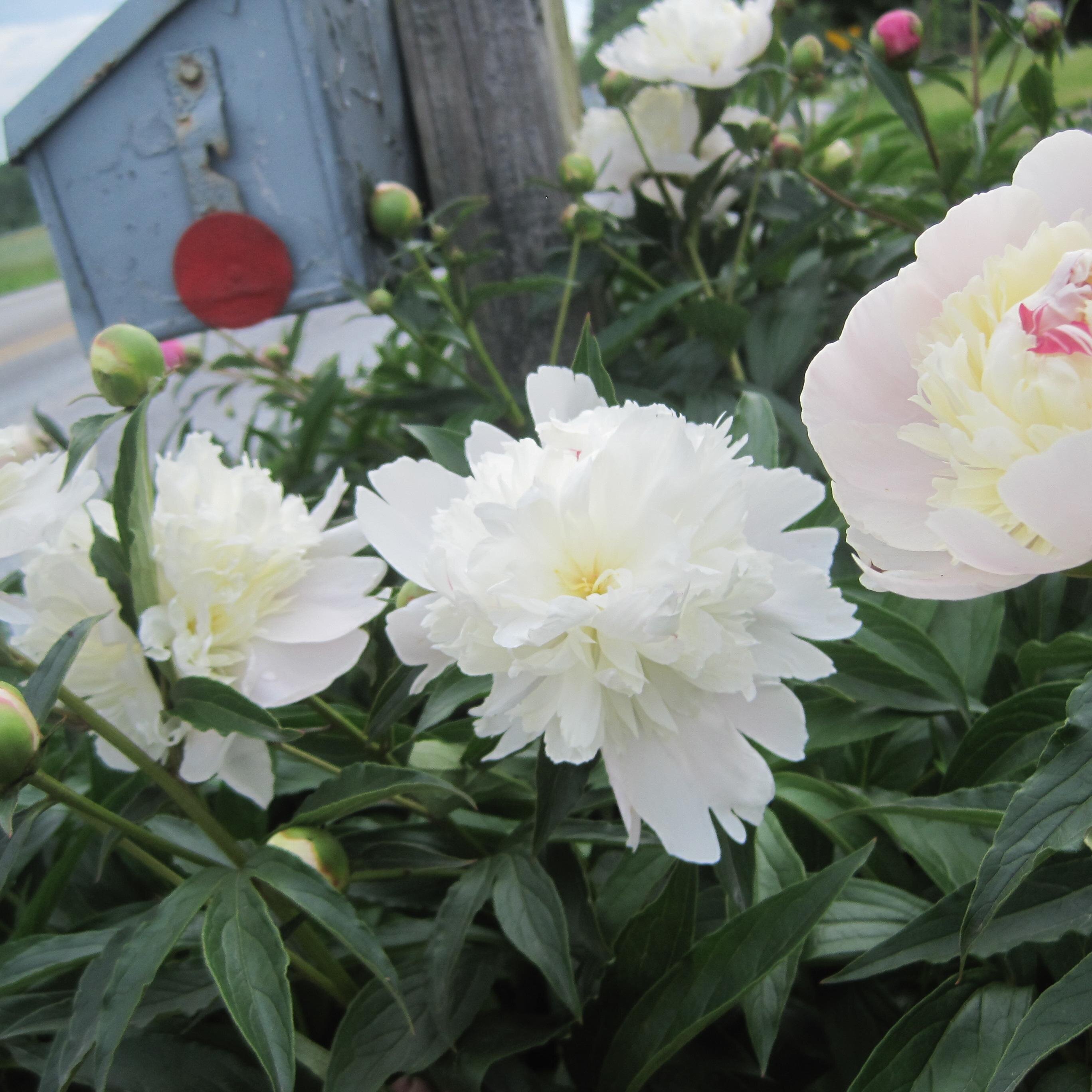 123farm2table's profile picture. 