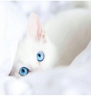 Adode6Adode's profile picture. 