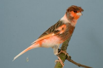 To-Re kweker en verkoper van Portugese Harlekyn Kanaries van de Liemers info: tore.harlekynkanaries@Gmail.com