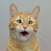 Ginger Cat(@nigellacokey) 's Twitter Profile Photo