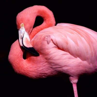 Flamingo Kinder teacher in LISD, Wife, Mom.
