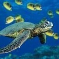 Elon Shore (@erufus2) 's Twitter Profile