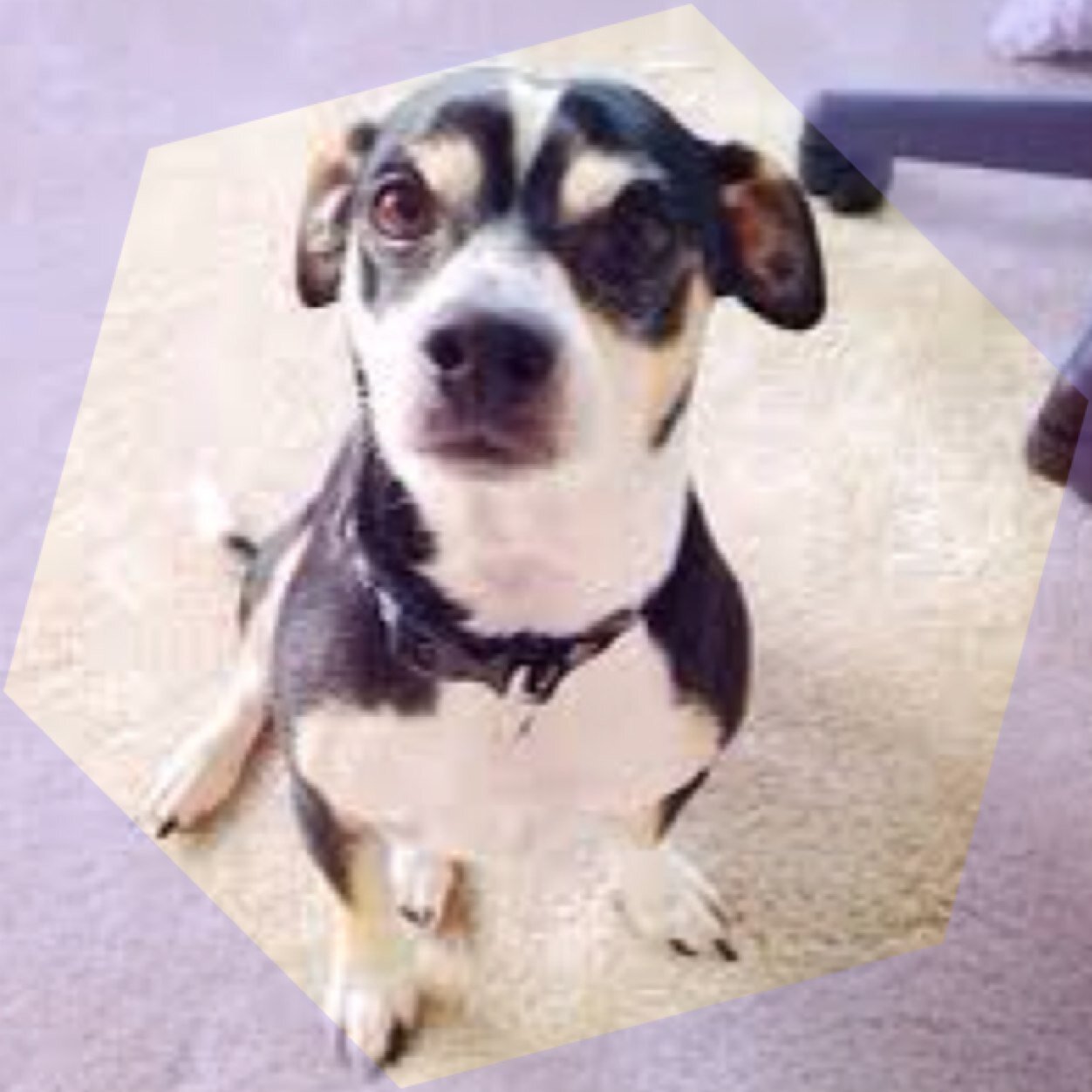 New acc// @jccaylen 's little bud//follow back