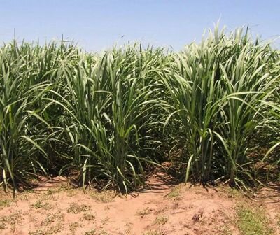 AzucarLobaton's profile picture. 