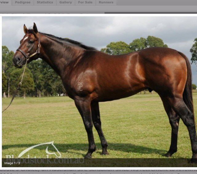 Glenthorne Park, thorougbred horse stud located in the Manning Valley of NSW. Standing Sebring Sun. We breed and race horses and support our clients.