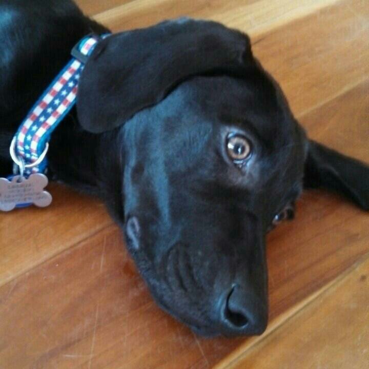 labranch206's profile picture. lover of Labradors